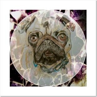 pug transformation Posters and Art